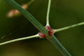 Axils of inflorescence branches - © Juliana PROSPERI - Cirad