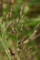 The grains are brown and glossy - © Juliana PROSPERI - Cirad