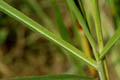 Leaves with conspicuous midribs - © Juliana PROSPERI - Cirad