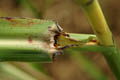 Ligule hairy - © Juliana PROSPERI - Cirad