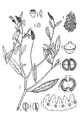 Botanical line drawing - © -