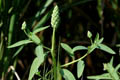 Terminal inflorescences - © Juliana PROSPERI - Cirad