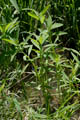 Leaves evenly distributed on stem - © Juliana PROSPERI - Cirad