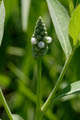 Flowers grouped in a compact inflorescence (spike) - © Juliana PROSPERI - Cirad