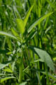 Detail of leaves - © Juliana PROSPERI - Cirad