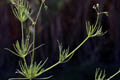 Whorled leaves and terminal flowers - © Juliana PROSPERI - Cirad