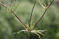 Detail of the leaves arrangement - © Juliana PROSPERI - Cirad