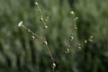 Inflorescence structure - © Juliana PROSPERI - Cirad