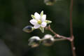 Flowers are small and white - © Juliana PROSPERI - Cirad