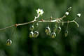 The fruits are pendulous capsules - © Juliana PROSPERI - Cirad