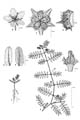 Botanical line drawing -  -