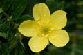 Flowers with five yellow petals - � Juliana PROSPERI - Cirad
