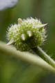 The fruit is a spiny capsule splitting into five segments when mature -  Juliana PROSPERI - Cirad
