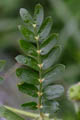Detail of the compound leaf - � Juliana PROSPERI - Cirad