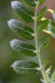 The leaf lower surface is whitish and densely pubescent -  Juliana PROSPERI - Cirad