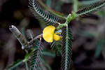 Fleurs à 5 pétales jaunes - © Juliana PROSPERI - CIRAD 2005 - 2006
