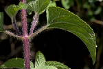 Hairy stem and leaves - © Pierre GRARD - CIRAD 2005 - 2006