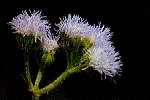 One inflorescence may have 50 to 70 flowers - © Pierre GRARD - CIRAD 2005 - 2006
