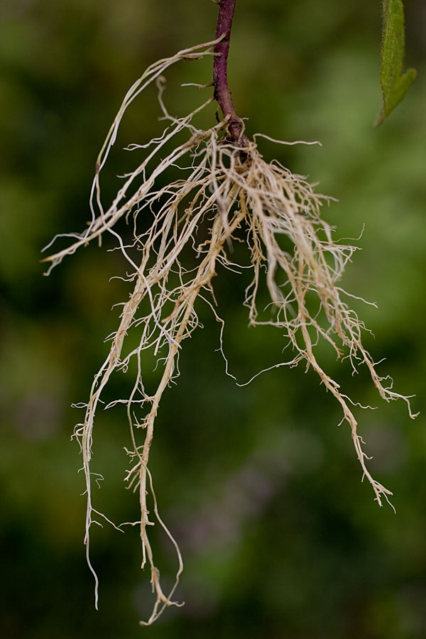 Root system - © Pierre GRARD - CIRAD 2005 - 2006