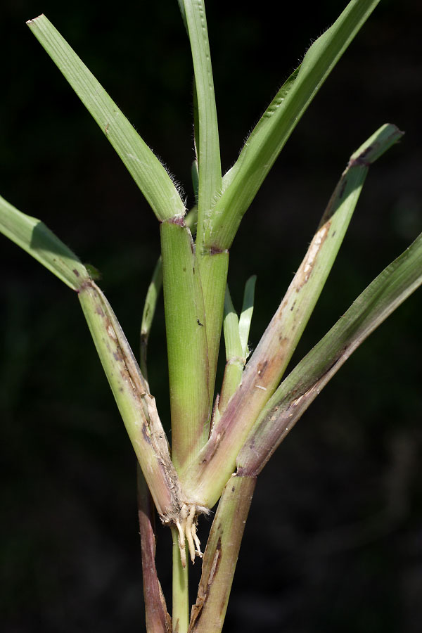 Leaves arranged in a flat position - © Pierre GRARD - CIRAD 2005 - 2006