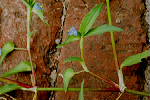 Ramification and leaf sheath - © Juliana PROSPERI - CIRAD 2005 - 2006