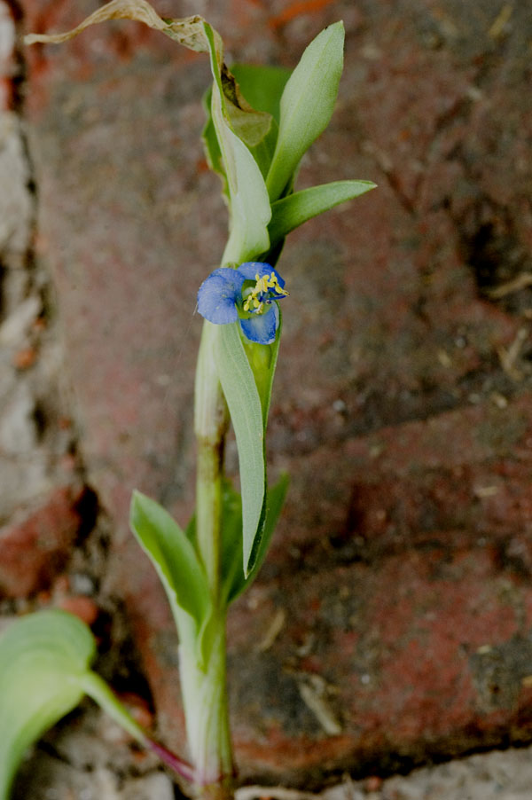 Flowers with three blue petals - © Juliana PROSPERI - CIRAD 2005 - 2006
