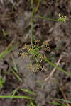 Inflorescences - © Juliana PROSPERI - CIRAD 2005 - 2006