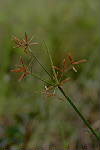 Inflorescence detail - © Juliana PROSPERI - CIRAD 2005 - 2006