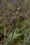 Young inflorescence - © Juliana PROSPERI - CIRAD 2005 - 2006