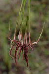 Red roots - © Juliana PROSPERI - CIRAD 2005 - 2006