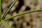 Spikelets arranged in 2 rows in the lower face of the rachis - © Juliana PROSPERI - CIRAD 2005 - 2006