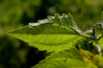 Leaf margin coarsely dentate - © Pierre GRARD - CIRAD 2005 - 2006