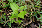 Seedling - © Pierre GRARD - CIRAD 2005 - 2006