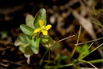 Flower - © Pierre GRARD - CIRAD 2005 - 2006