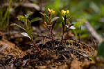 Erect plant - © Pierre GRARD - CIRAD 2005 - 2006