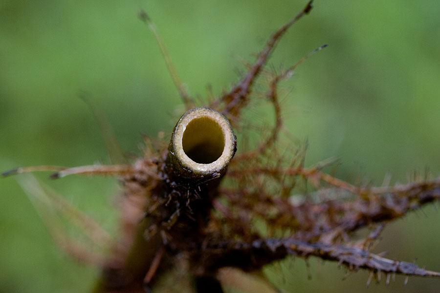 Hollow stems - © Juliana PROSPERI - CIRAD 2005 - 2006